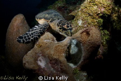 Yum, breakfast!  This turtle had to fend off another turt... by Lisa Kelly 